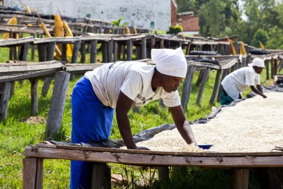 RAMBAGIRAKAWA_Josianne_processing